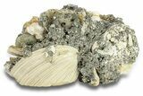 Cluster of Fossil Clams with Fluorescent Calcite - Rucks' Pit, FL #285894-1